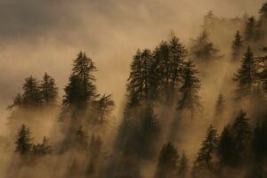 Cos’è la narrativa ambientale?