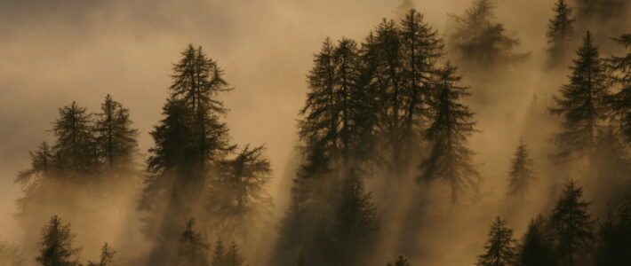 Cos’è la narrativa ambientale? Cos’è la narrativa ambientale?